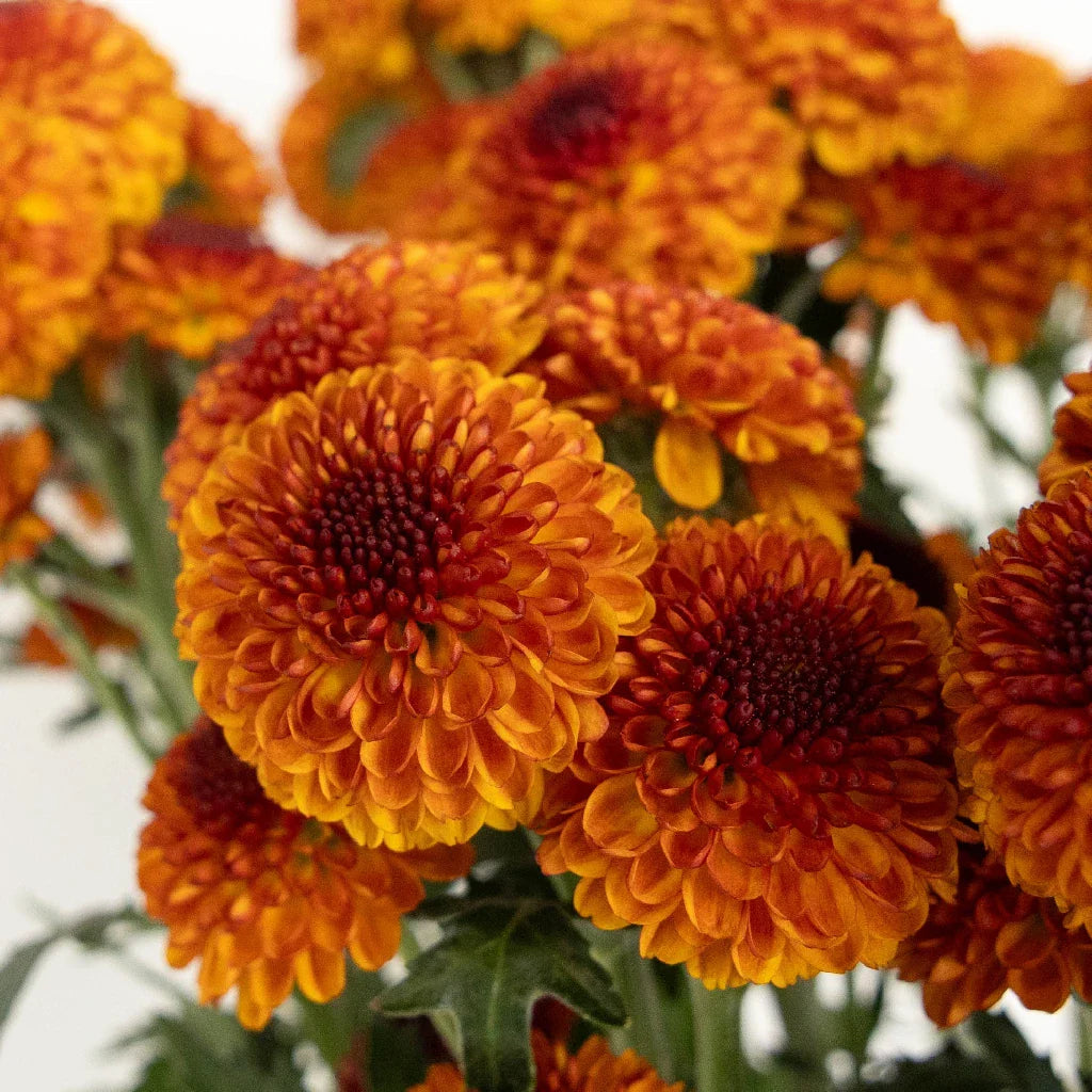 Stem: Pom mums