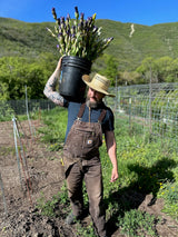DC: Farm Fresh Bundle