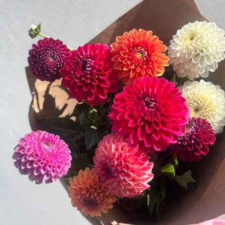 Assorted Dahlia Wrap